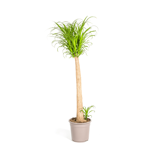 Beaucarnea Recurvata Stam Ø27cm - ↕110 - 130cm - Happy City Plants