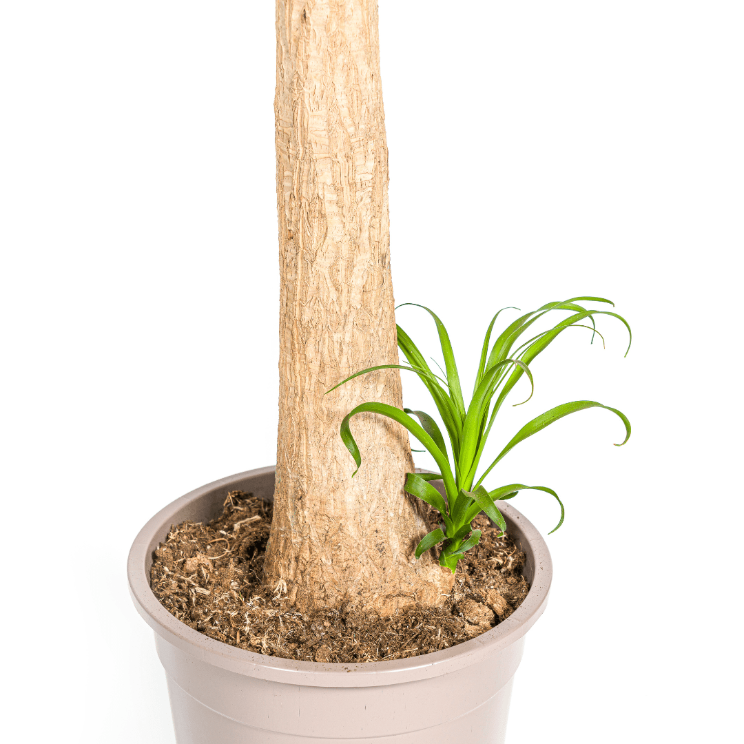Beaucarnea Recurvata Stam Ø27cm - ↕110 - 130cm - Happy City Plants