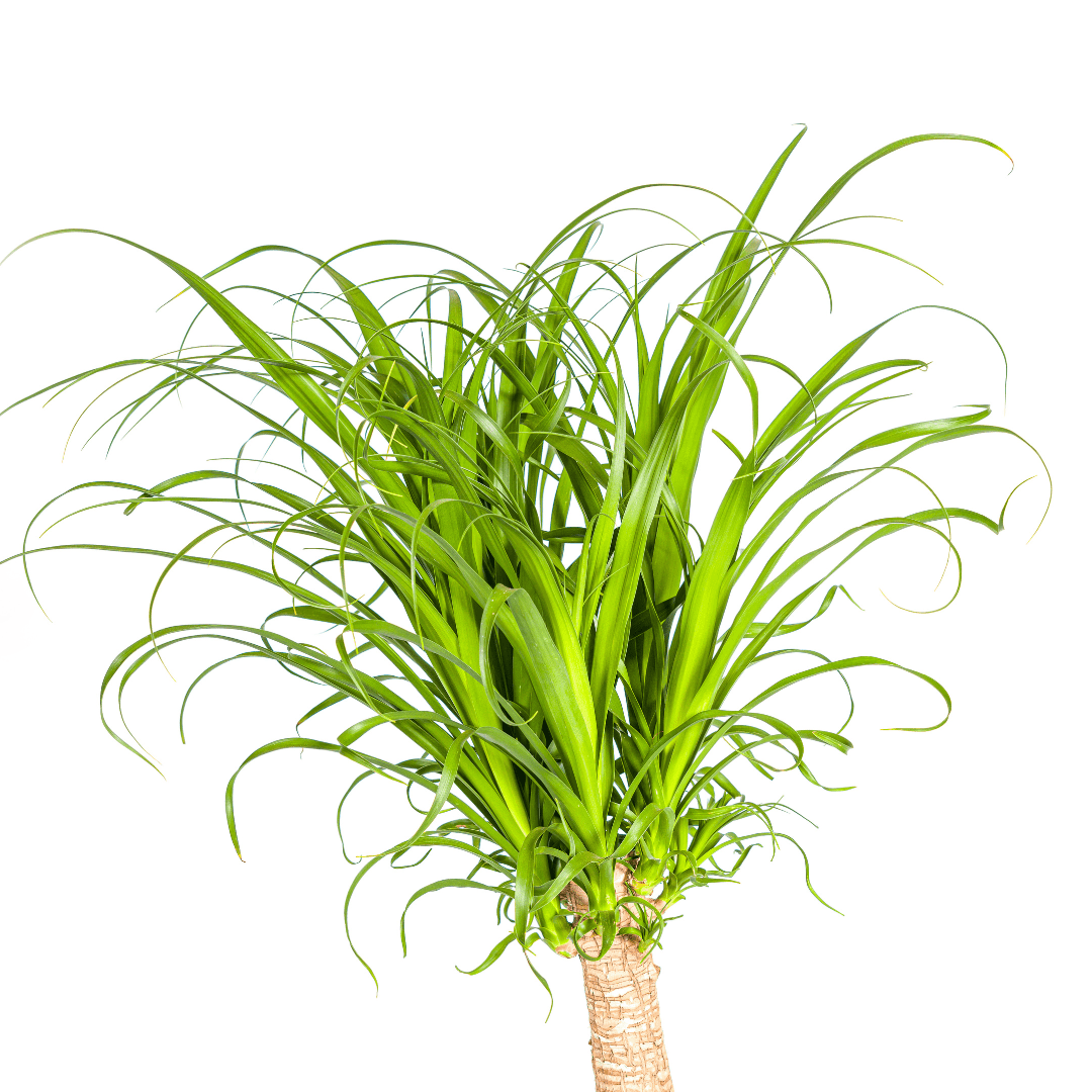 Beaucarnea Recurvata Stam Ø27cm - ↕110 - 130cm - Happy City Plants