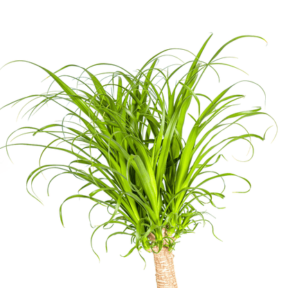 Beaucarnea Recurvata Stam Ø27cm - ↕110 - 130cm - Happy City Plants