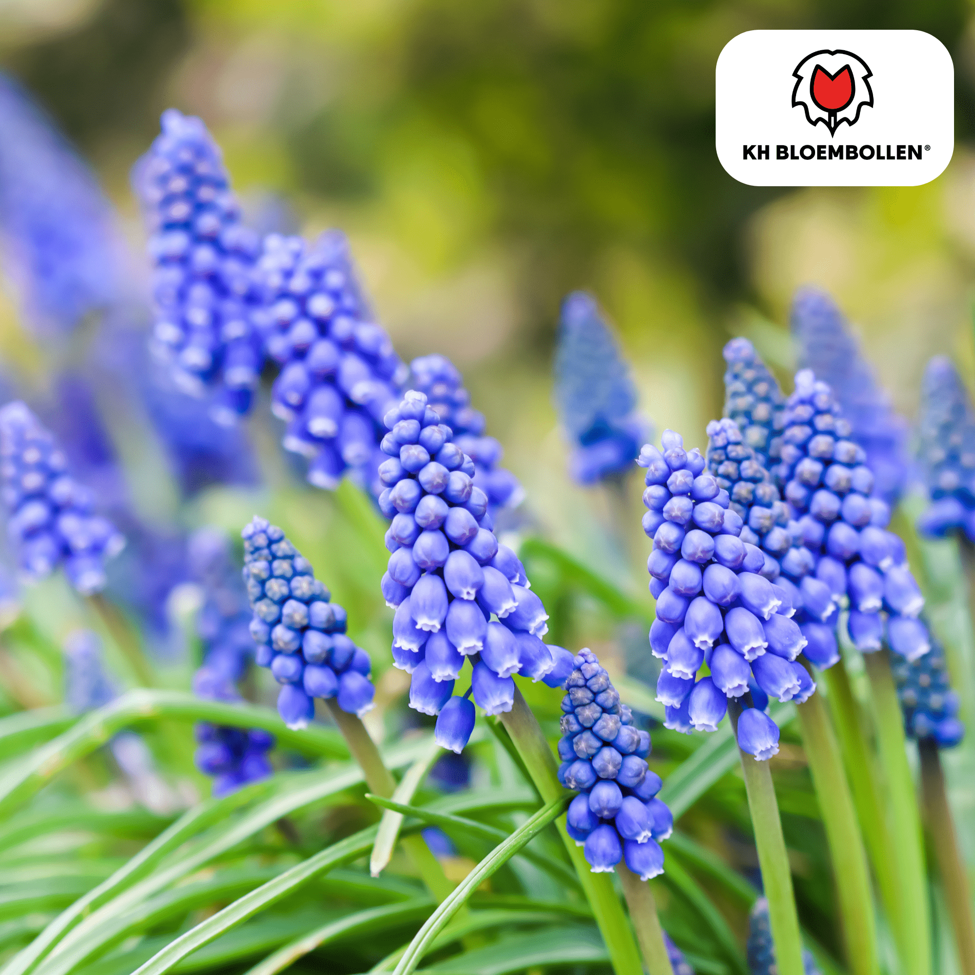 Blauwe druifjes (20 stuks) – lief & bijenvriendelijk - Happy City Plants