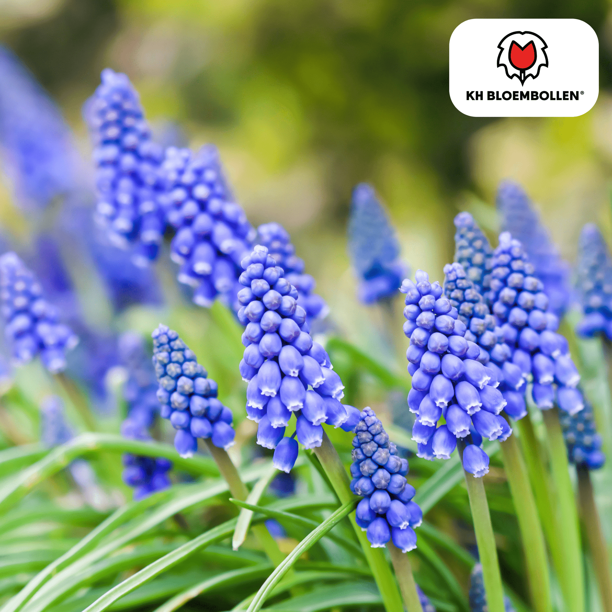 Blauwe druifjes (20 stuks) – lief & bijenvriendelijk - Happy City Plants
