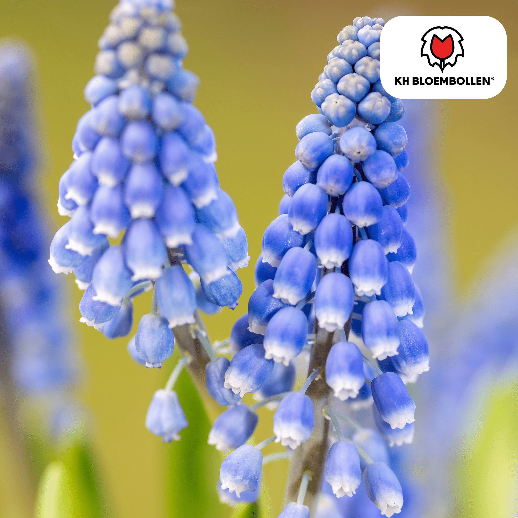 Blauwe druifjes (20 stuks) – lief & bijenvriendelijk - Happy City Plants