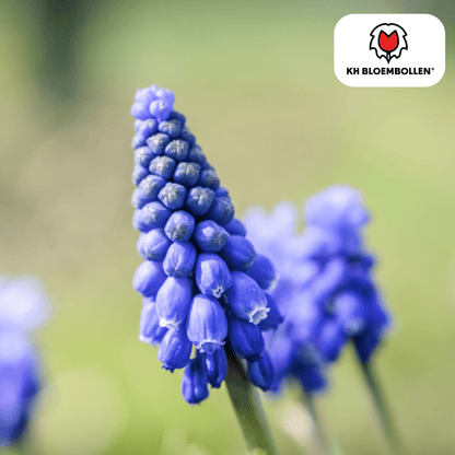 Blauwe druifjes (20 stuks) – lief & bijenvriendelijk - Happy City Plants