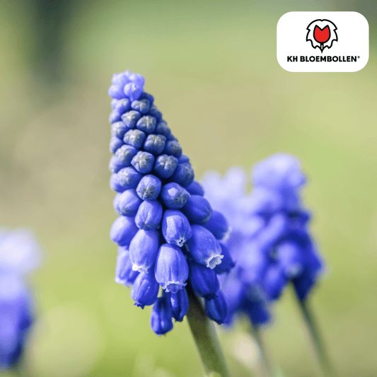 Blauwe druifjes (20 stuks) – lief & bijenvriendelijk - Happy City Plants