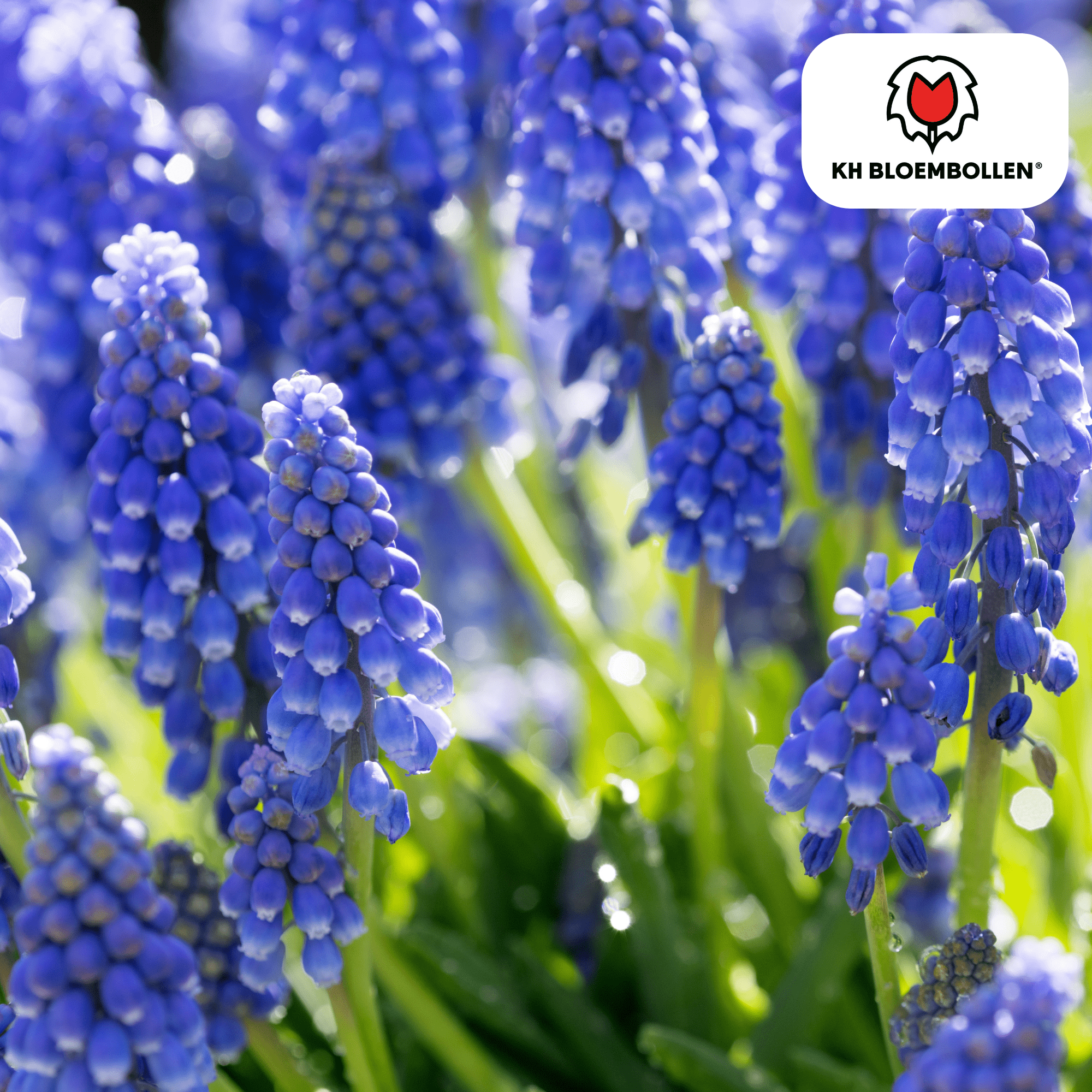 Blauwe druifjes (20 stuks) – lief & bijenvriendelijk - Happy City Plants