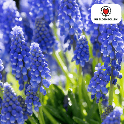 Blauwe druifjes (20 stuks) – lief & bijenvriendelijk - Happy City Plants