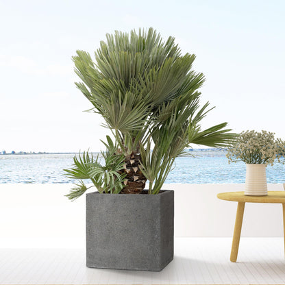 Block Laterite Grey - Happy City Plants