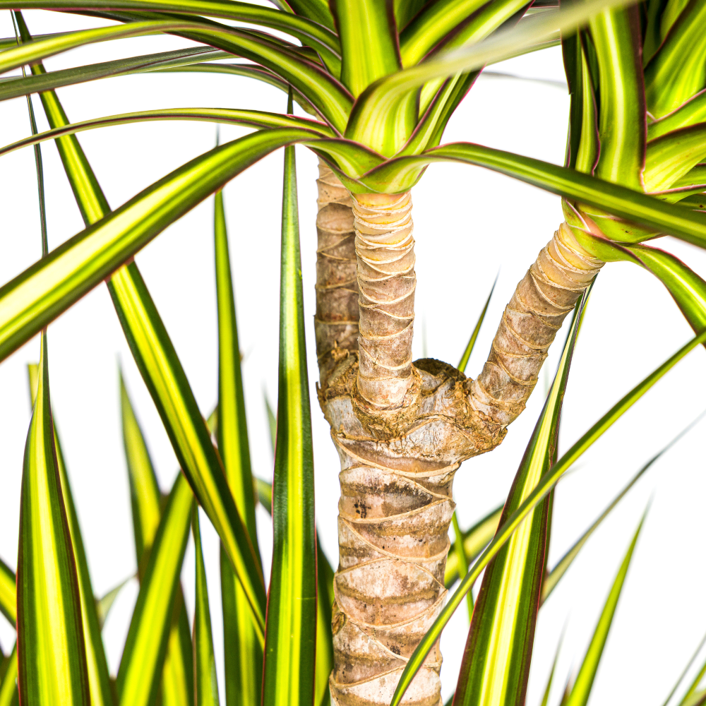 boom palm happy city plants