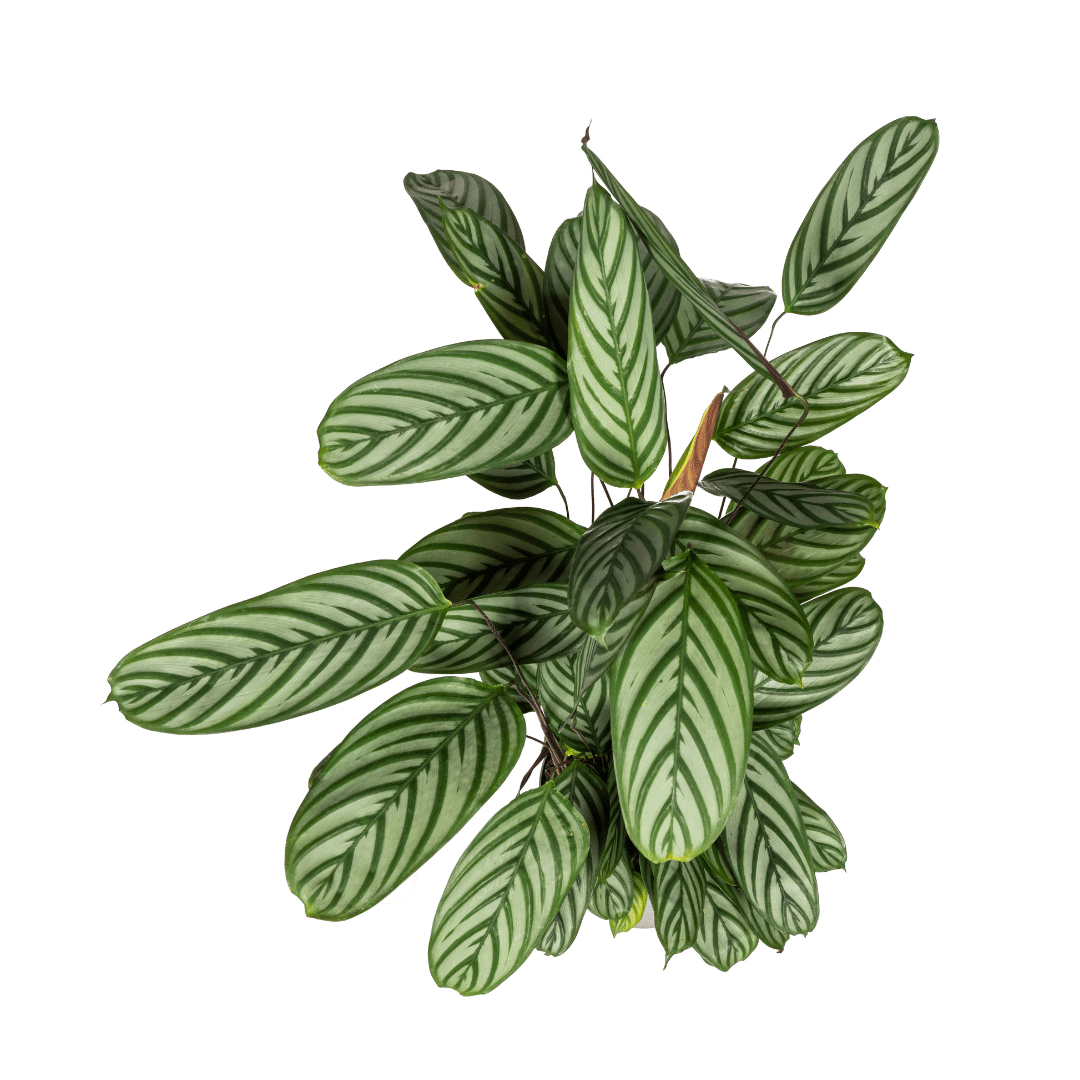Calathea Oppenheimiana Ø24cm - ↕80 - 100cm - Happy City Plants