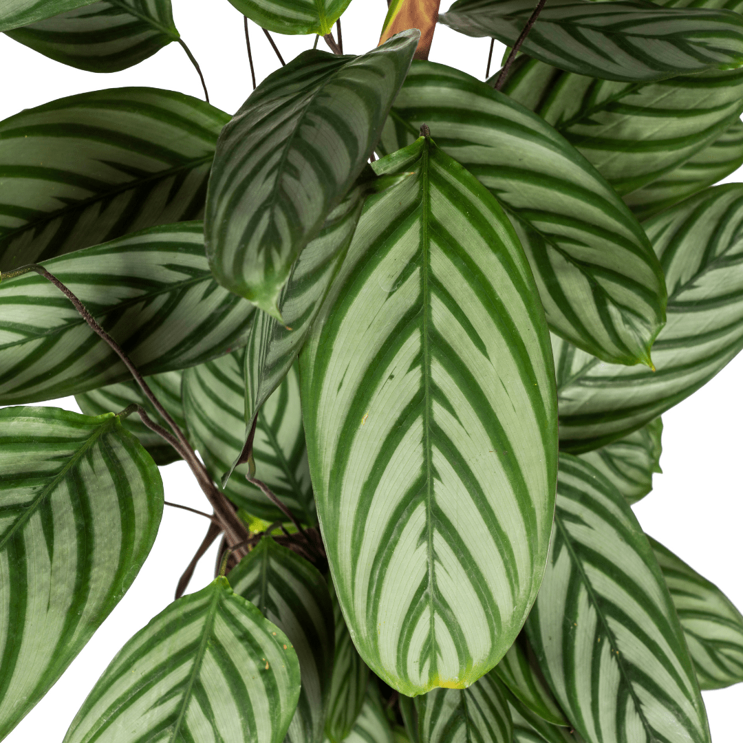 Calathea Oppenheimiana Ø24cm - ↕80 - 100cm - Happy City Plants