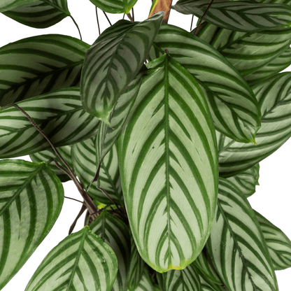 Calathea Oppenheimiana Ø24cm - ↕80 - 100cm - Happy City Plants