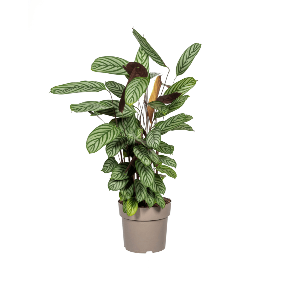 Calathea Oppenheimiana Ø24cm - ↕80 - 100cm - Happy City Plants