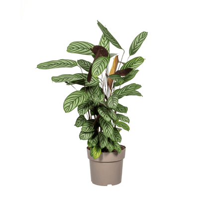 Calathea Oppenheimiana Ø24cm - ↕80 - 100cm - Happy City Plants