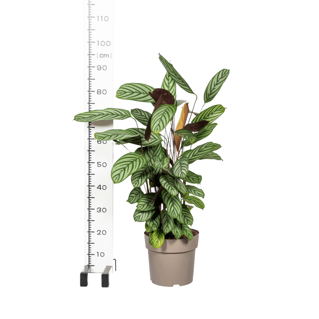 Calathea Oppenheimiana Ø24cm - ↕80 - 100cm - Happy City Plants