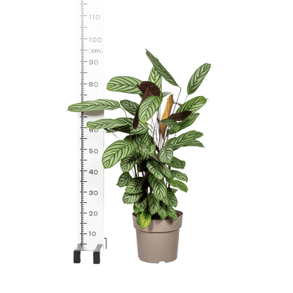 Calathea Oppenheimiana Ø24cm - ↕80 - 100cm - Happy City Plants