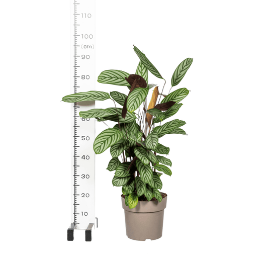 Calathea Oppenheimiana Ø24cm - ↕80 - 100cm - Happy City Plants