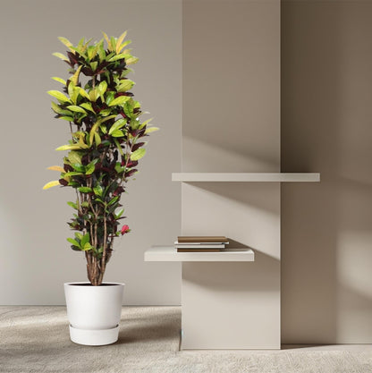Codiaeum Iceton (Croton Iceton) - 190 cm - ø45 - Happy City Plants