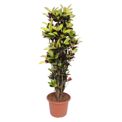 Codiaeum Iceton (Croton Iceton) - 190 cm - ø45 - Happy City Plants