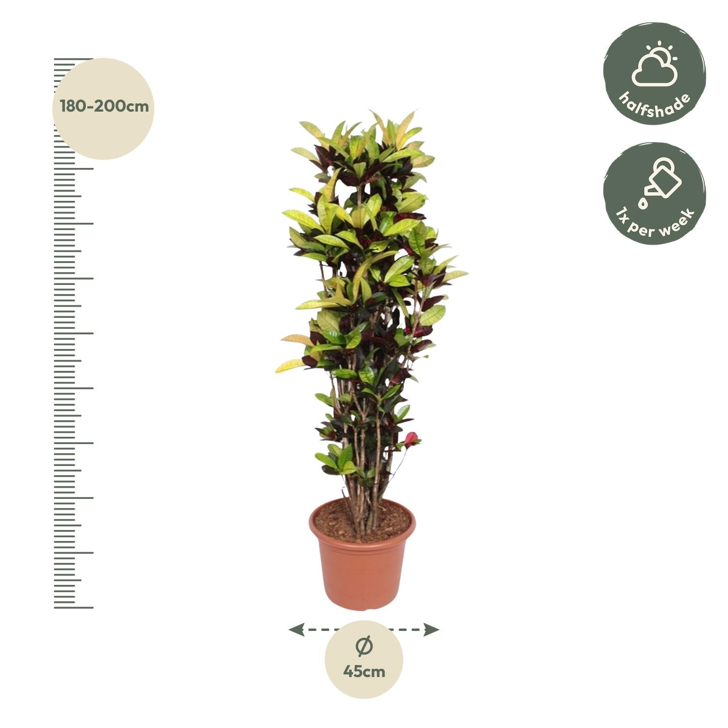 Codiaeum Iceton (Croton Iceton) - 190 cm - ø45 - Happy City Plants