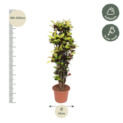 Codiaeum Iceton (Croton Iceton) - 190 cm - ø45 - Happy City Plants