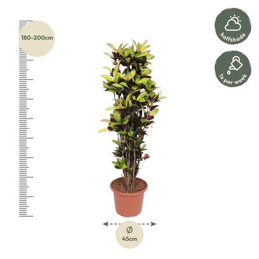 Codiaeum Iceton (Croton Iceton) - 190 cm - ø45 - Happy City Plants