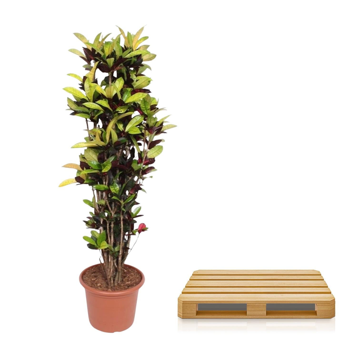 Codiaeum Iceton (Croton Iceton) - 190 cm - ø45 - Happy City Plants