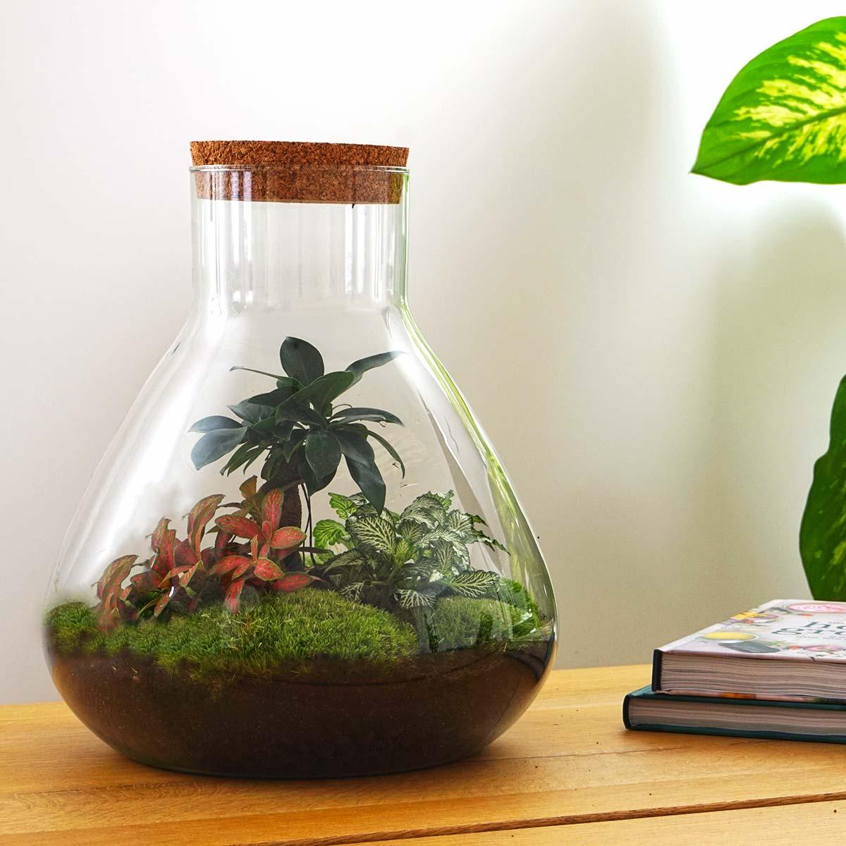 DIY planten terrarium met licht - Sam XL Bonsai - Ø 30 cm ↑ 32 cm - Happy City Plants