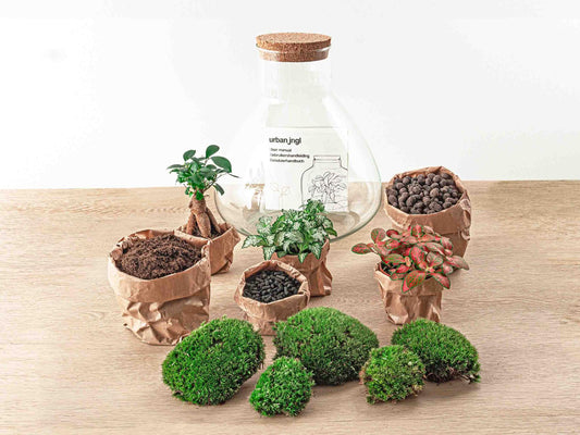 DIY planten terrarium met licht - Sam XL Bonsai - Ø 30 cm ↑ 32 cm - Happy City Plants