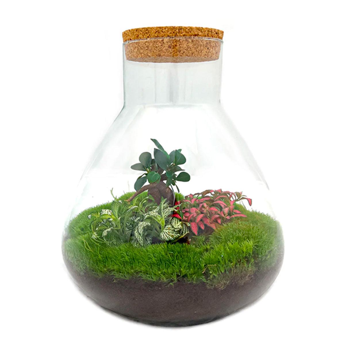 DIY planten terrarium met licht - Sam XL Bonsai - Ø 30 cm ↑ 32 cm - Happy City Plants