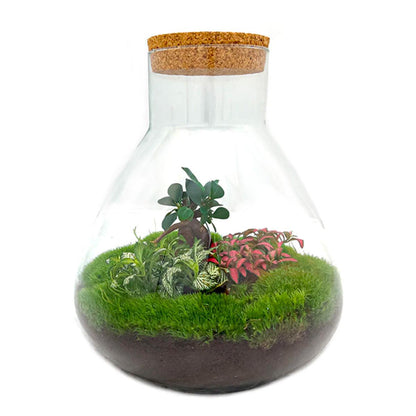 DIY planten terrarium met licht - Sam XL Bonsai - Ø 30 cm ↑ 32 cm - Happy City Plants