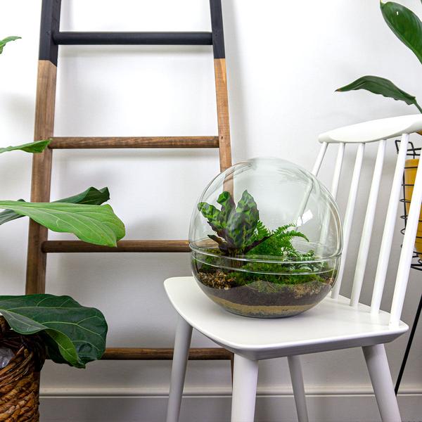 DIY terrarium - Dome XL - ↕ 30 cm - Normal - Happy City Plants