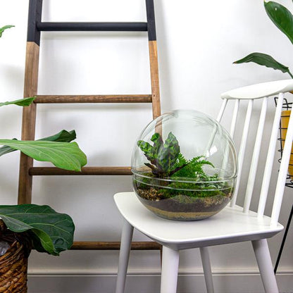 DIY terrarium - Dome XL - ↕ 30 cm - Normal - Happy City Plants