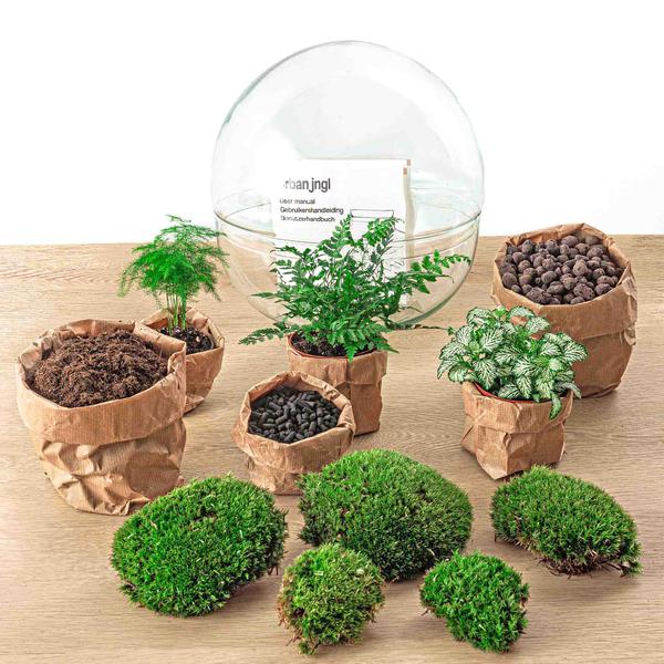 DIY terrarium - Dome XL - ↕ 30 cm - Normal - Happy City Plants