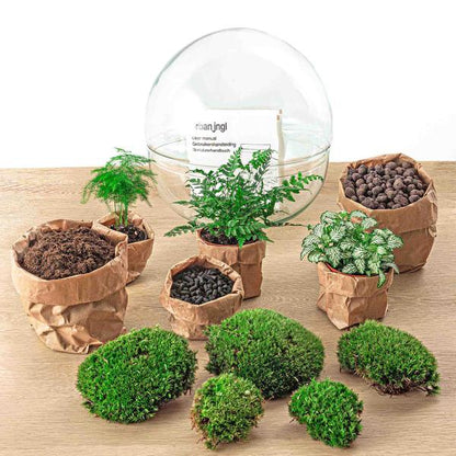 DIY terrarium - Dome XL - ↕ 30 cm - Normal - Happy City Plants