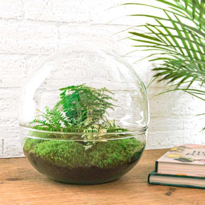 DIY terrarium - Dome XL - ↕ 30 cm - Normal - Happy City Plants