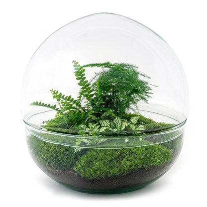 DIY terrarium - Dome XL - ↕ 30 cm - Normal - Happy City Plants