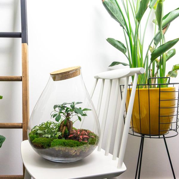 DIY terrarium - Drop XL Bonsai - ↕ 37 cm - Normal - Happy City Plants