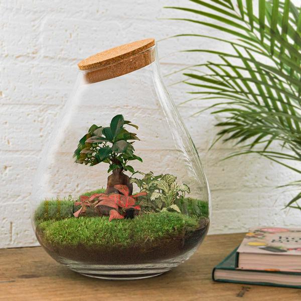 DIY terrarium - Drop XL Bonsai - ↕ 37 cm - Normal - Happy City Plants