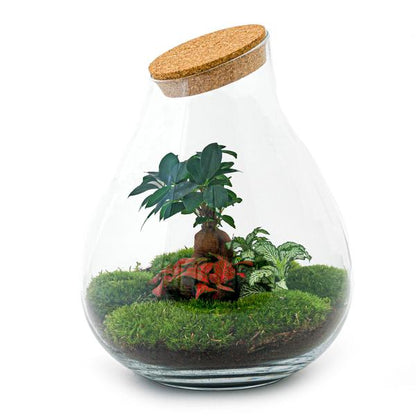 DIY terrarium - Drop XL Bonsai - ↕ 37 cm - Normal - Happy City Plants