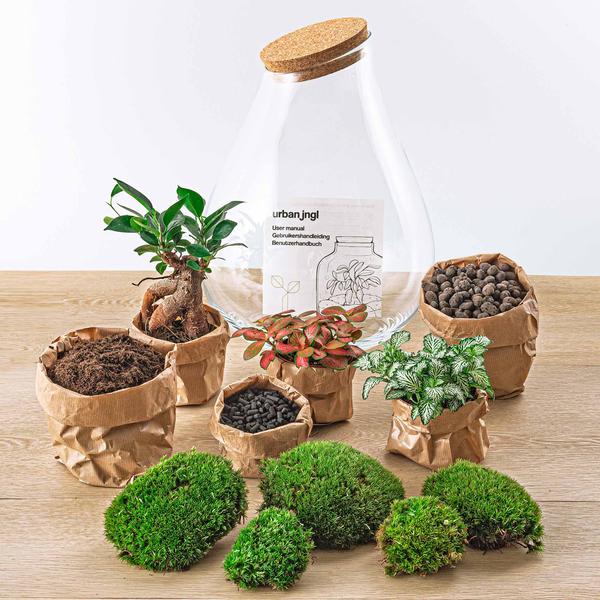 DIY terrarium - Drop XL Bonsai - ↕ 37 cm - Normal - Happy City Plants