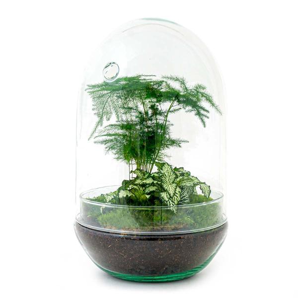 DIY terrarium - Egg XL - ↕ 30 cm - Happy City Plants
