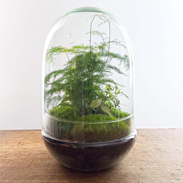 DIY terrarium - Egg XL - ↕ 30 cm - Happy City Plants