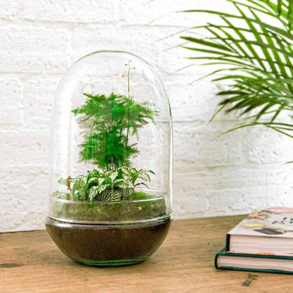 DIY terrarium - Egg XL - ↕ 30 cm - Happy City Plants