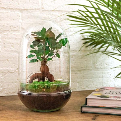 DIY terrarium - Egg XL Bonsai - ↕ 30 cm - Happy City Plants