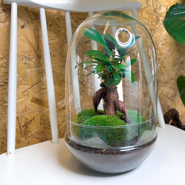 DIY terrarium - Egg XL Bonsai - ↕ 30 cm - Happy City Plants