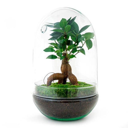 DIY terrarium - Egg XL Bonsai - ↕ 30 cm - Happy City Plants