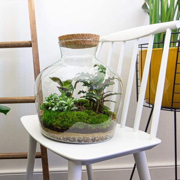 DIY terrarium - Fat Joe - ↕ 30 cm - Normaal - Happy City Plants