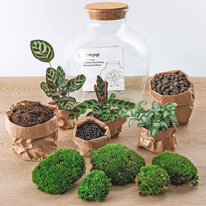DIY terrarium - Fat Joe - ↕ 30 cm - Normaal - Happy City Plants
