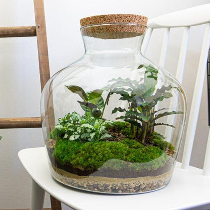 DIY terrarium - Fat Joe - ↕ 30 cm - Normaal - Happy City Plants